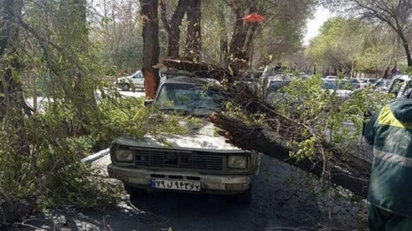 سقوط درختان شهراصفهان از پیامدهای خشکسالی است