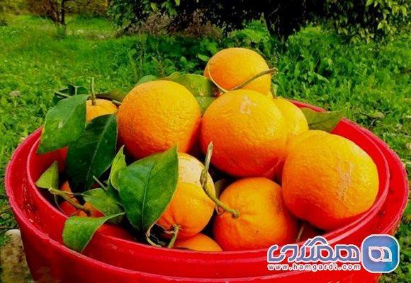 جشنواره پرتقال نقش مهمی در معرفی ظرفیتهای شهرستان باشت دارد